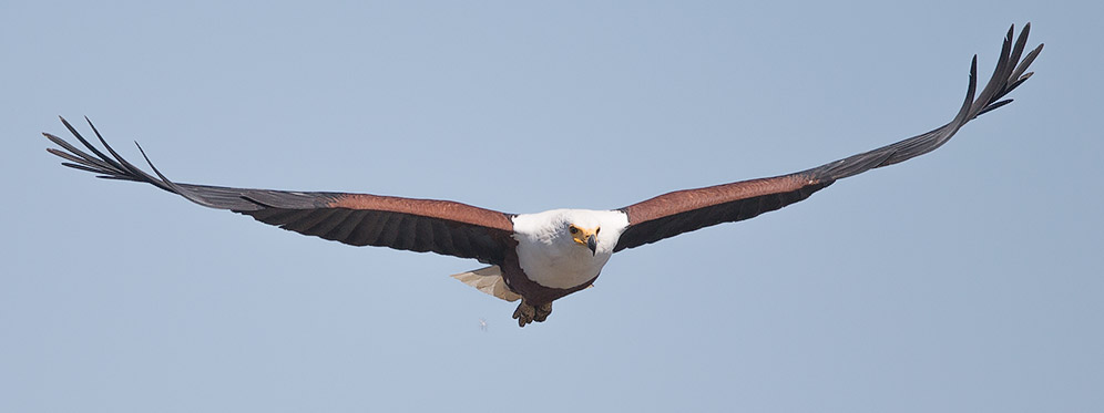African Fish Eagle in flight